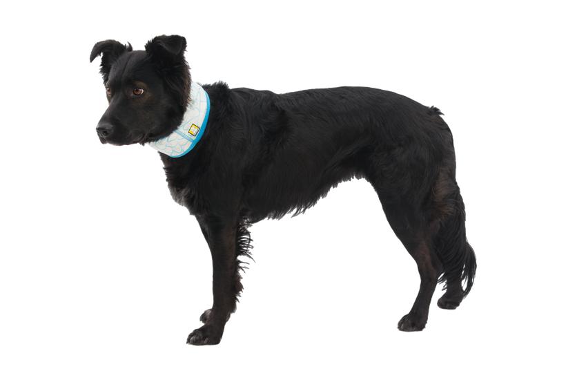 SWAMP COOLER COOLING NECK GAITER